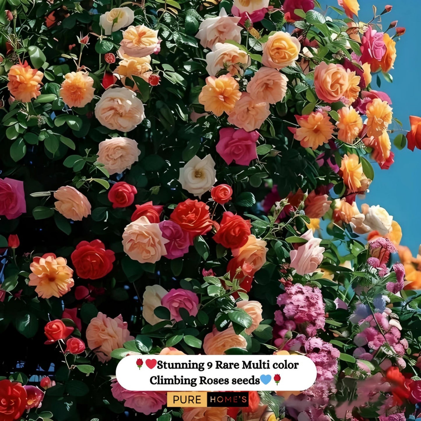 Elegant Climbing Rose Flower Seeds