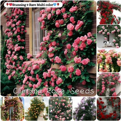 Elegant Climbing Rose Flower Seeds